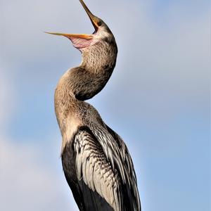 Anhinga