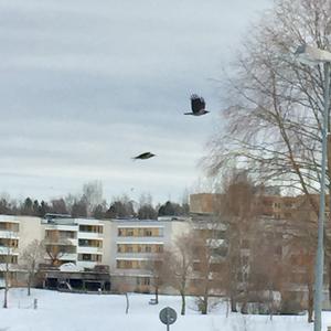 Hooded Crow