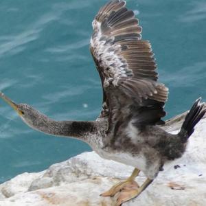 European Shag