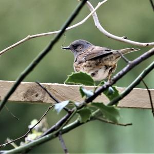 Hedge Accentor