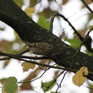 Goldcrest