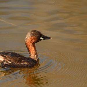 Little Grebe