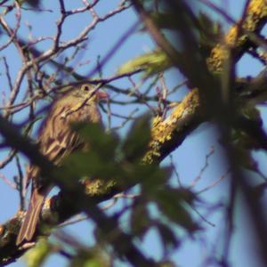 Ortolan Bunting