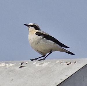 Northern Wheatear