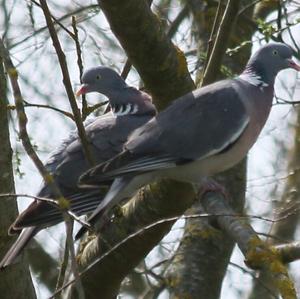 Common Wood-pigeon