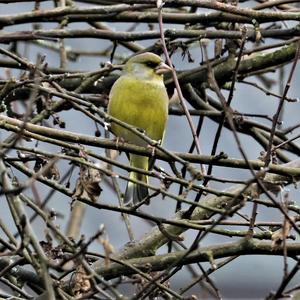 European Greenfinch