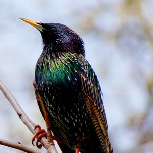 Common Starling