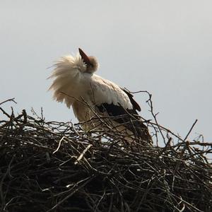 White Stork