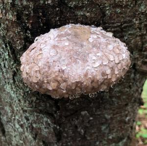 Tinder Polypore