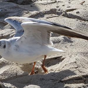 Black-headed Gull