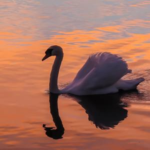 Mute Swan