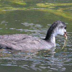 Bläßhuhn