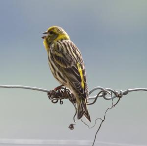 European Serin