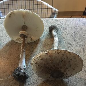 Parasol Mushroom