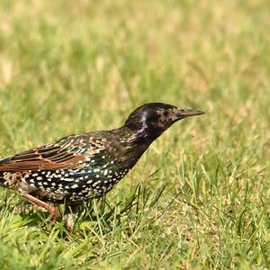 Common Starling