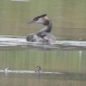 Great Crested Grebe