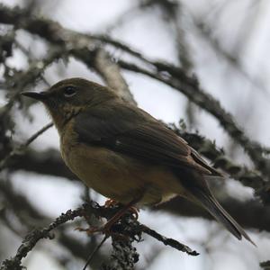 Black-throated Blue Warbler