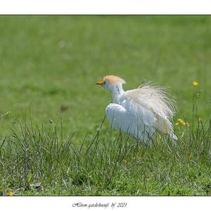 Cattle Egret