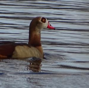 Nilgans