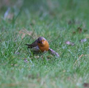 European Robin