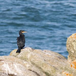 European Shag