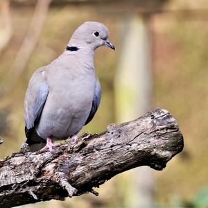 Eurasian Collared-dove