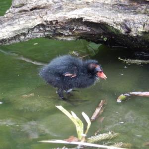 Common Moorhen