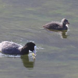 Common Coot