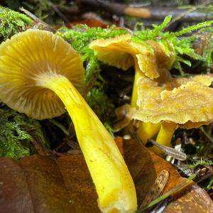 Trumpet Chanterelle