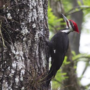 Pileated Woodpecker