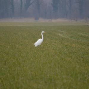 Great Egret