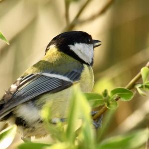 Great Tit