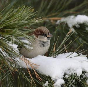 House Sparrow