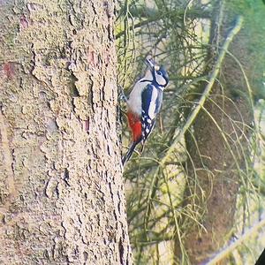 Great Spotted Woodpecker