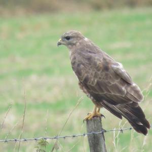 Mäusebussard