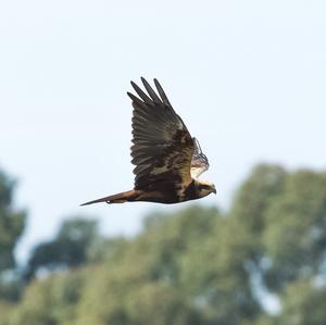 Western Marsh-harrier