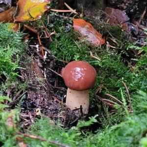 King Bolete