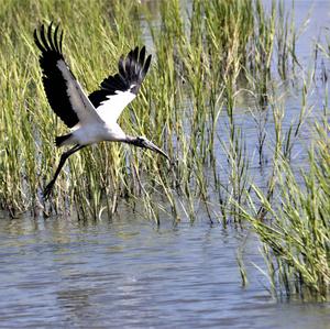 Wood Stork