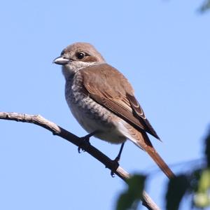 Red-backed Shrike