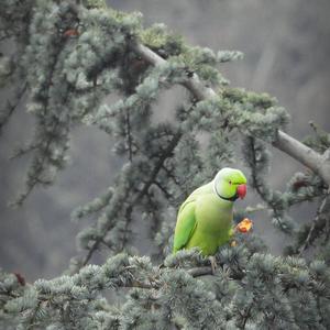 Rose-ringed Parakeet