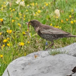 Ring Ouzel