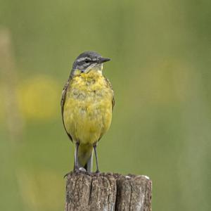 Yellow Wagtail