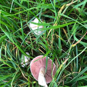 Meadow Agaric