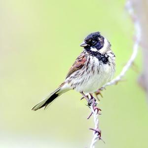 Reed Bunting