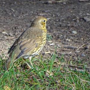 Song Thrush