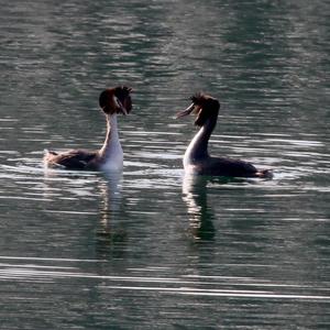 Great Crested Grebe