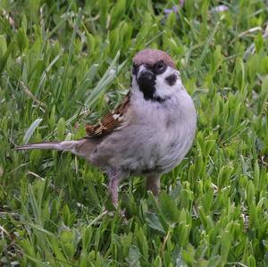 Eurasian Tree Sparrow