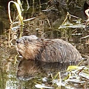 Muskrat