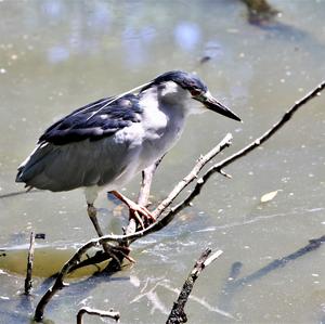 Black-crowned Night-heron