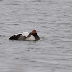 Common Pochard